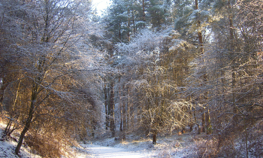 Winter walk Forest of Dean